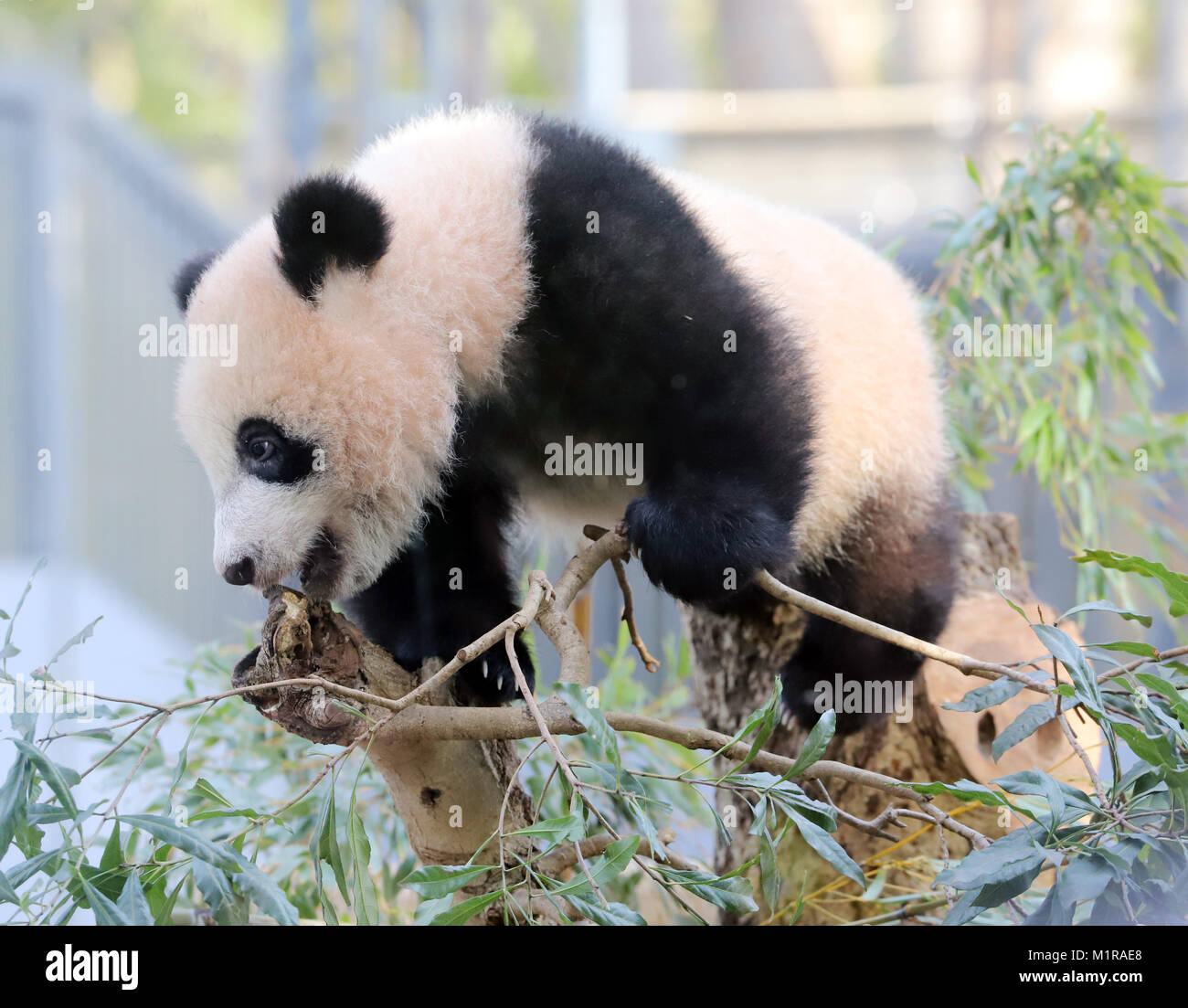 Tokyo, Japon. 1er février, 2018. Panda géant femelle cub Xiang Xiang joue sur un arbre au jardin zoologique d'Ueno à Tokyo, le jeudi 1 février 2018. Le zoo a commencé à afficher Xiang Xiang et sa mère Shin Shin pour les visiteurs sur base du premier arrivé, premier servi du 1 février. Credit : Yoshio Tsunoda/AFLO/Alamy Live News Banque D'Images