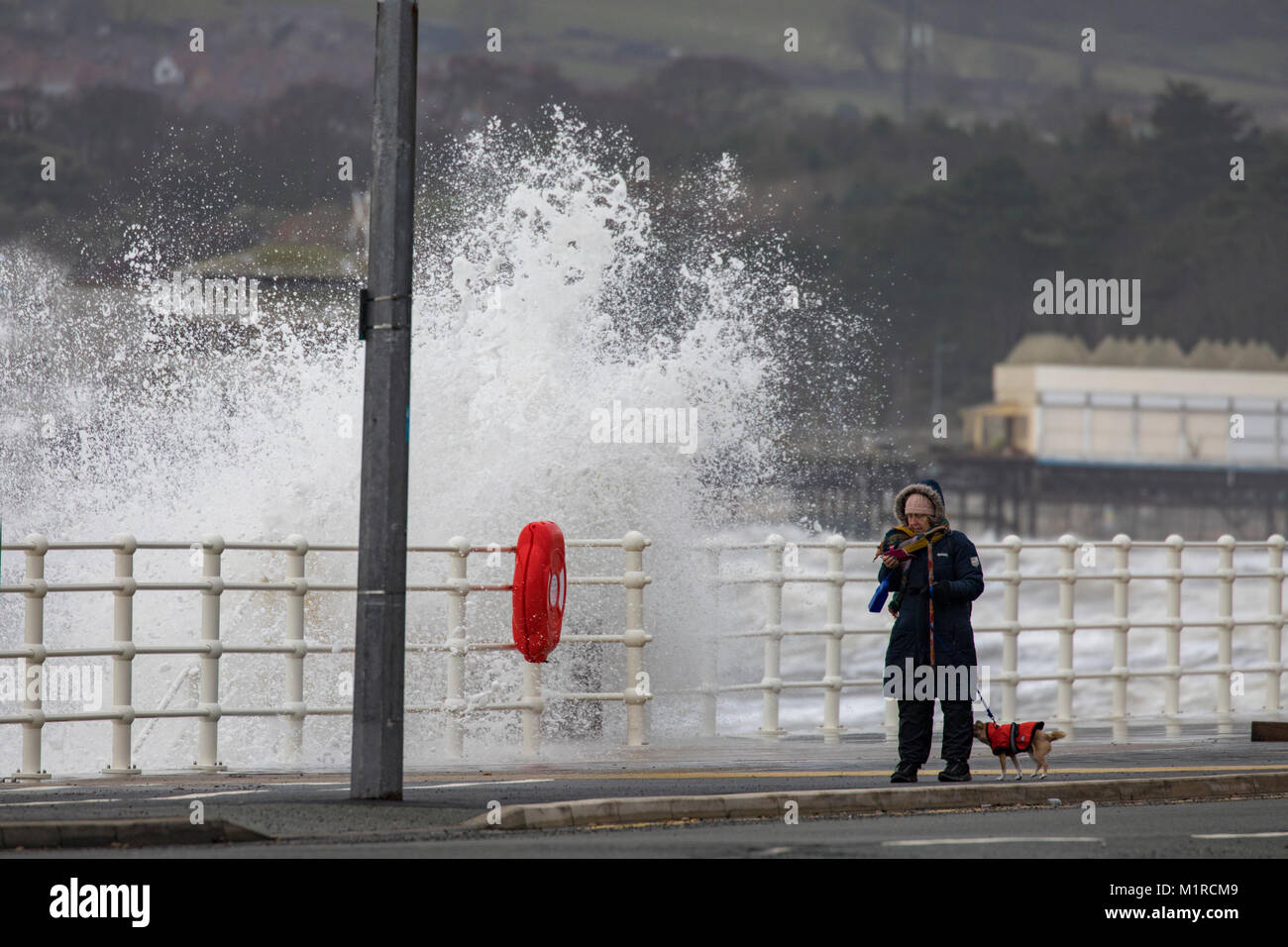 Colwyn Bay, comté de Conwy, Pays de Galles, Royaume-Uni 1er février 2018, UK Weather : avec la marée haute par temps froid et venteux ont fourni des conditions idéales pour les ressources naturelles du pays de Galles à fournir des avertissements d'inondations pour la Côte Nord du Pays de Galles dont Colwyn Bay. Une femme marche son petit chien chiwawa le long de la promenade de Colwyn Bay comme d'énormes vagues batter la station balnéaire avec des avertissements d'inondation en place, comté de Conwy, au Pays de Galles © DGDImages/Alamy Live News Banque D'Images