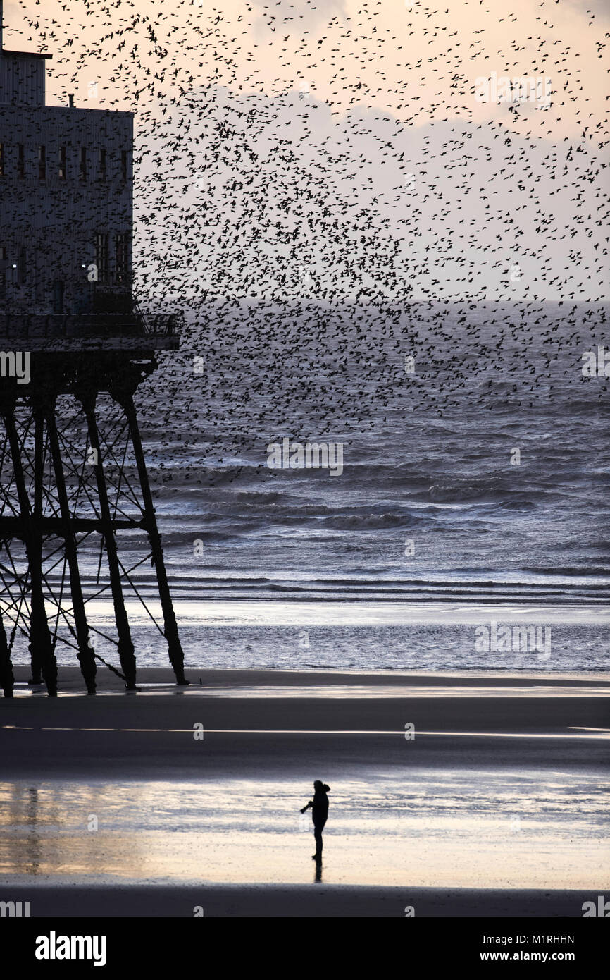 Le coucher du soleil, Blackpool, Royaume-Uni. 1er février, 2018. Un photographe solitaire en face de l'Etourneau sansonnet Murmuration, North Pier, Blackpol Uk. Credit : Russell Millner/Alamy Live News Banque D'Images