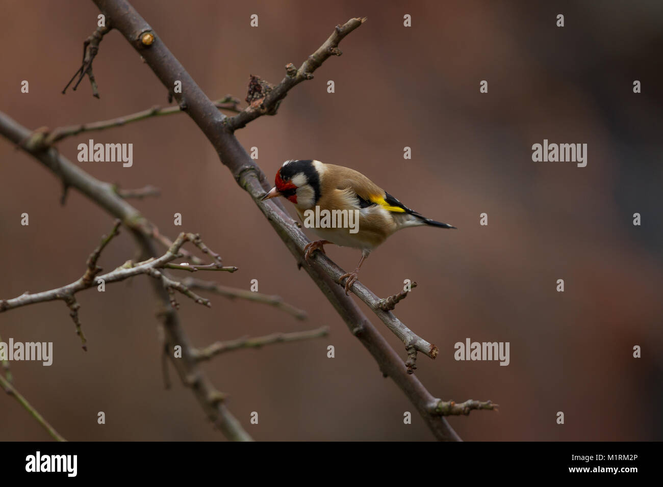 GoldFinch Carduelis carduelis. Portrait de seul adulte perché sur une branche. West Midlands. Îles britanniques Banque D'Images