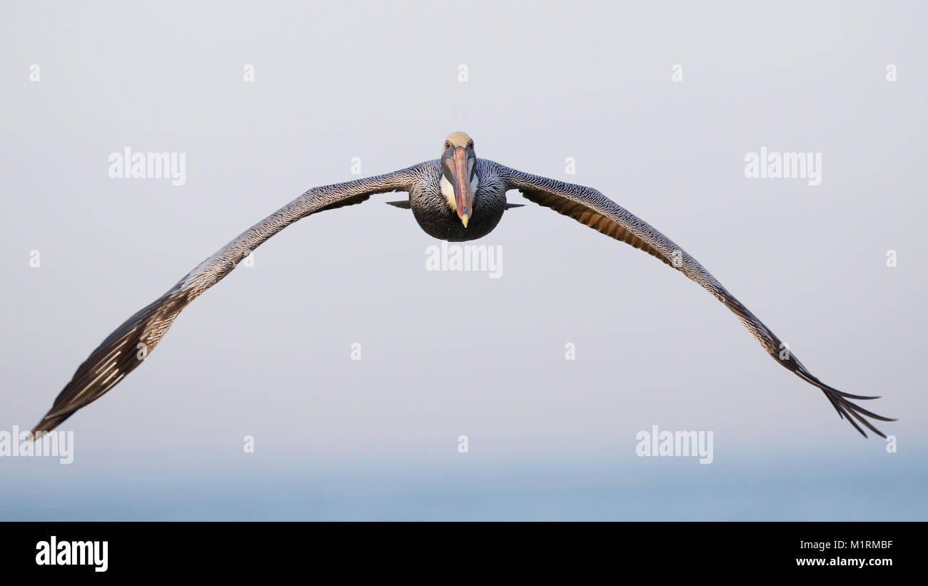 Pélican brun (Pelecanus occidentalis) en vol - Saint Petersburg, Floride Banque D'Images