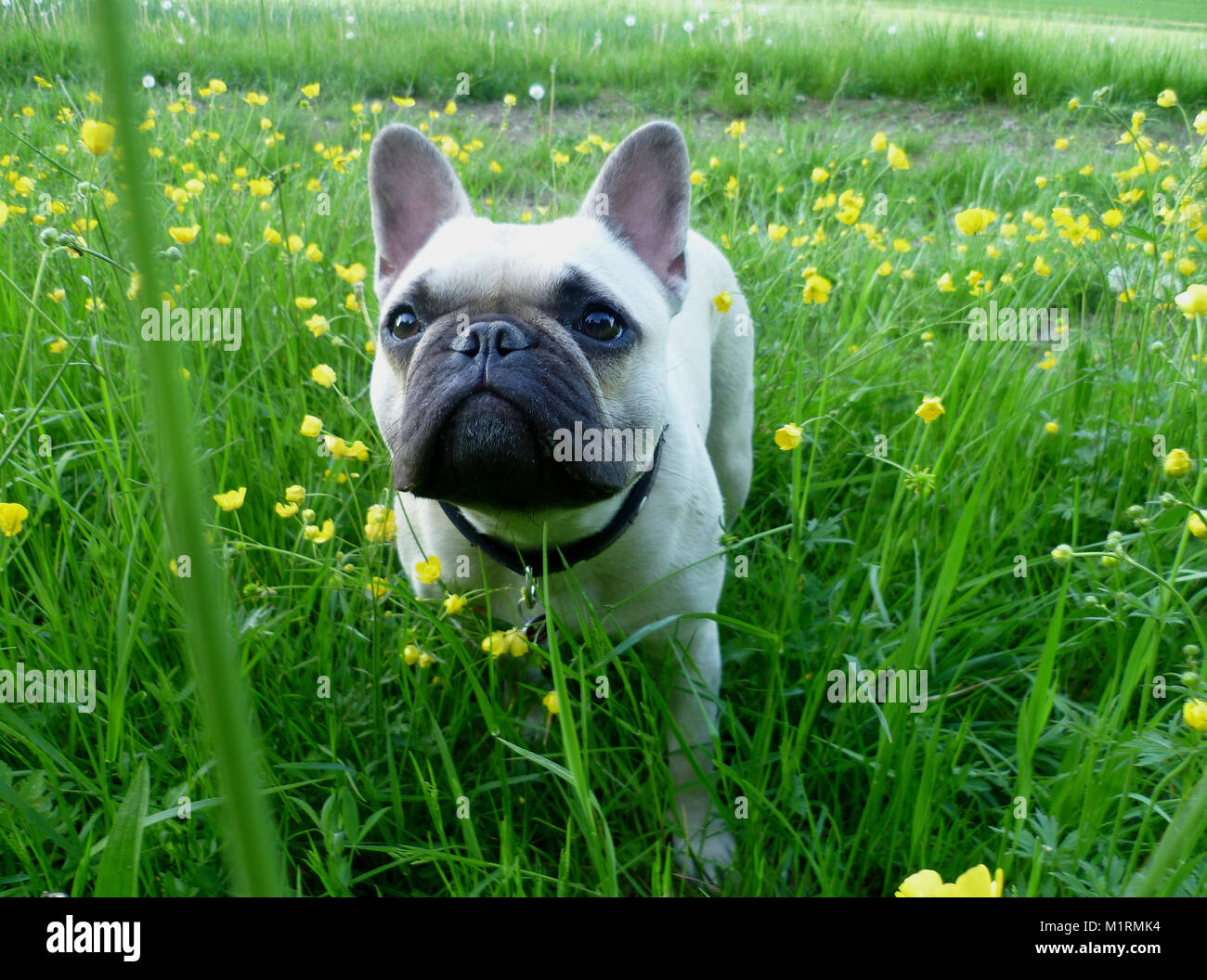 Yeux Globuleux Photos Yeux Globuleux Images Alamy