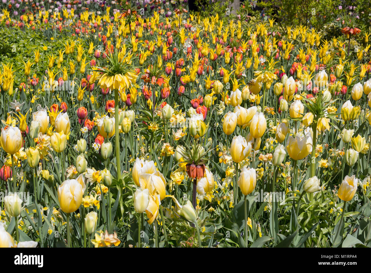 Corps de bulbes de printemps avec un thème en jaune les jardins de Keukenhof Banque D'Images