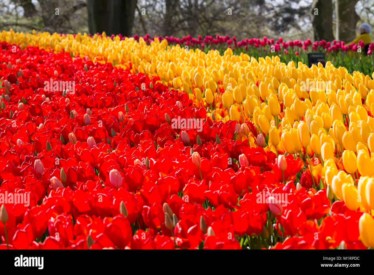 Les plantations de masse de tulipes rouges et jaunes sur les jardins de Keukenhof Banque D'Images