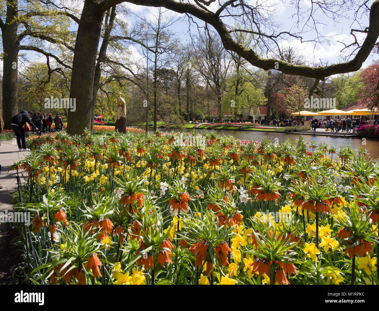 Fleurs de Printemps, fritillaria et Narcisse, au jardins de Keukenhof Banque D'Images