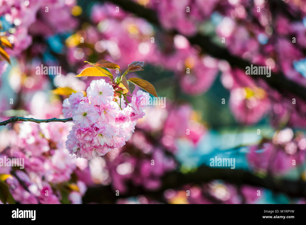 Fleurs roses délicates des cerisiers japonais fleuri Banque D'Images