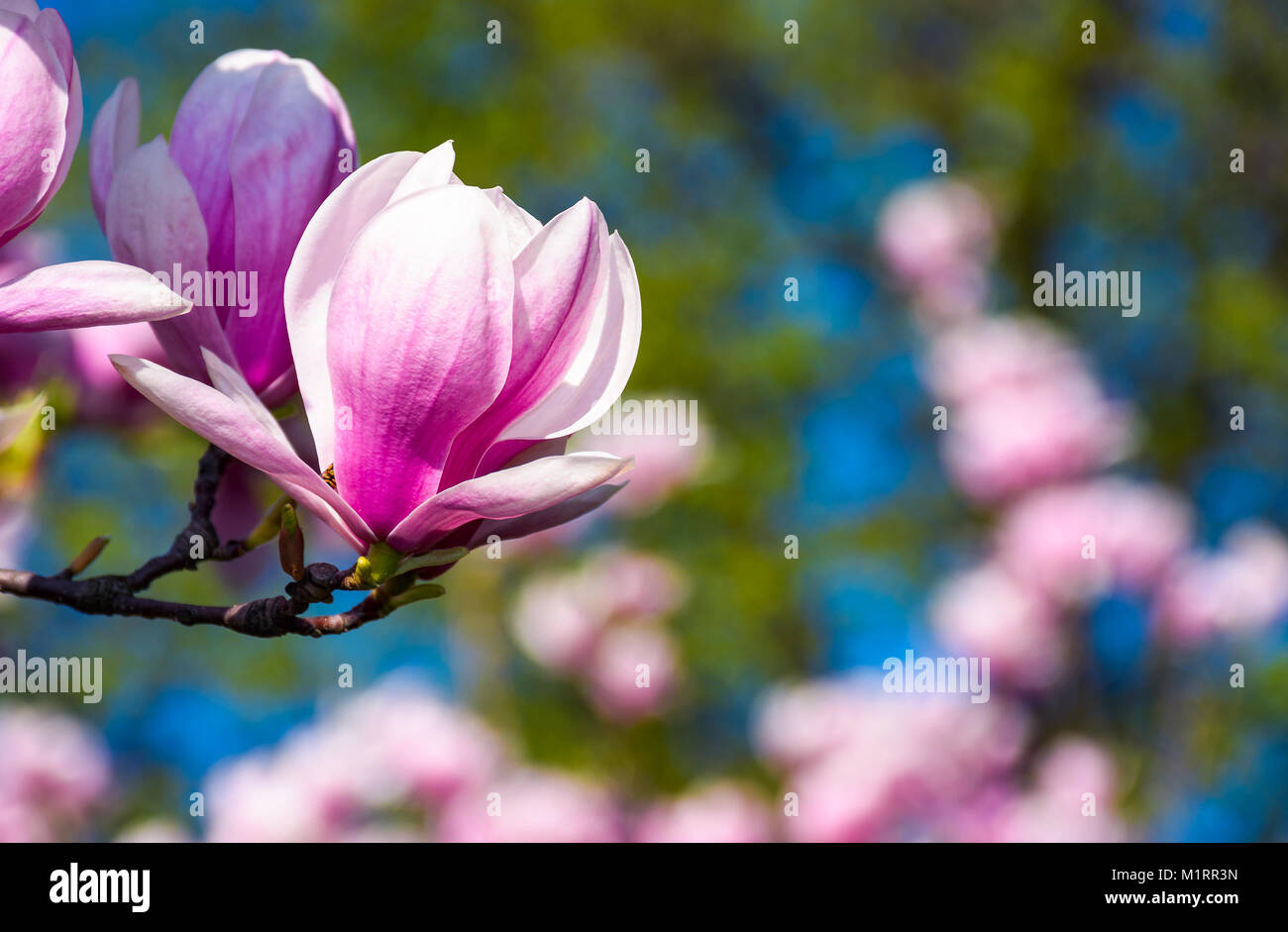 Beau fond de printemps. Magnolia fleurs gros plan sur une branche. arrière-plan flou de jardin en fleurs Banque D'Images