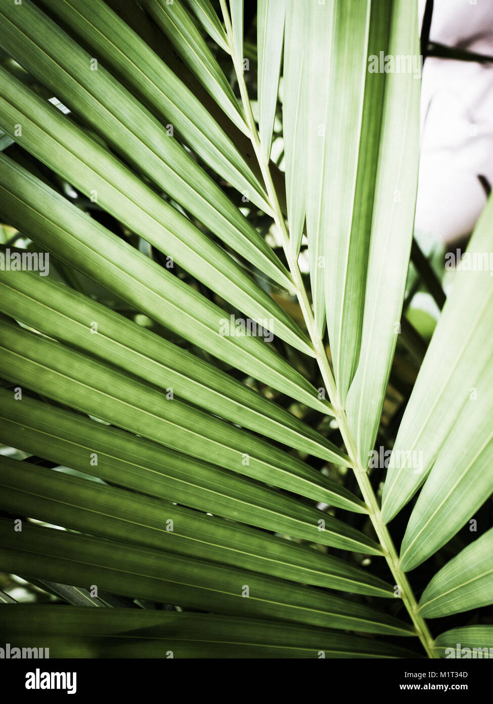 Modèle de feuille de palmier vert dans la jungle éclairé par LED Banque D'Images Modèle de feuille de palmier vert dans la jungle éclairé par LED Banque D'Images