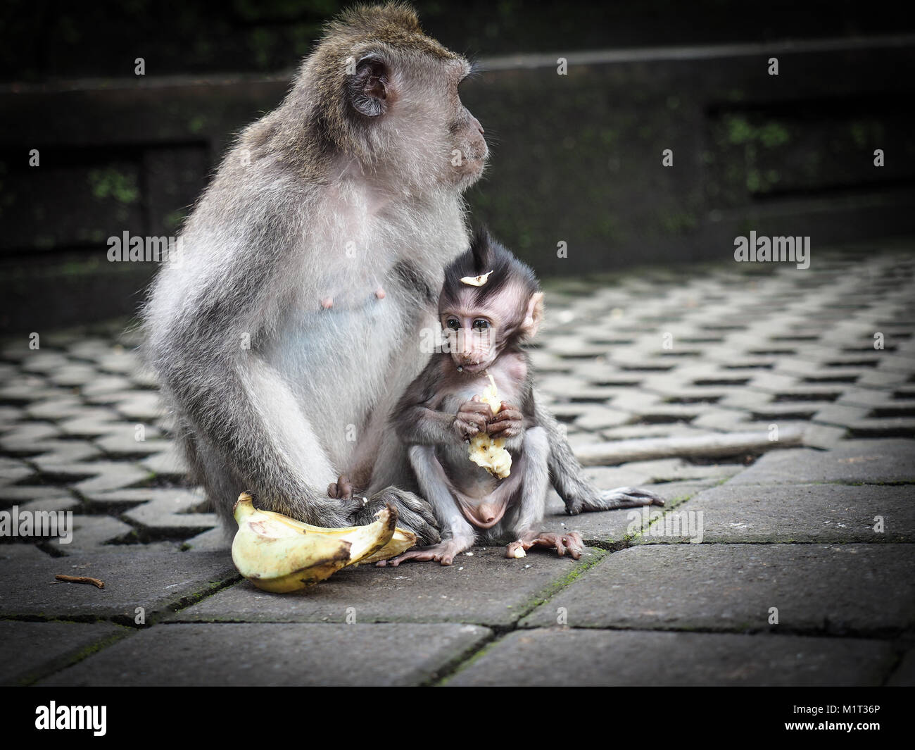 Portrait de bébé singe et mère à sacred monkey forest à Ubud, île de Bali, Indonésie Banque D'Images Portrait de bébé singe et mère à sacred monkey forest à Ubud, île de Bali, Indonésie Banque D'Images