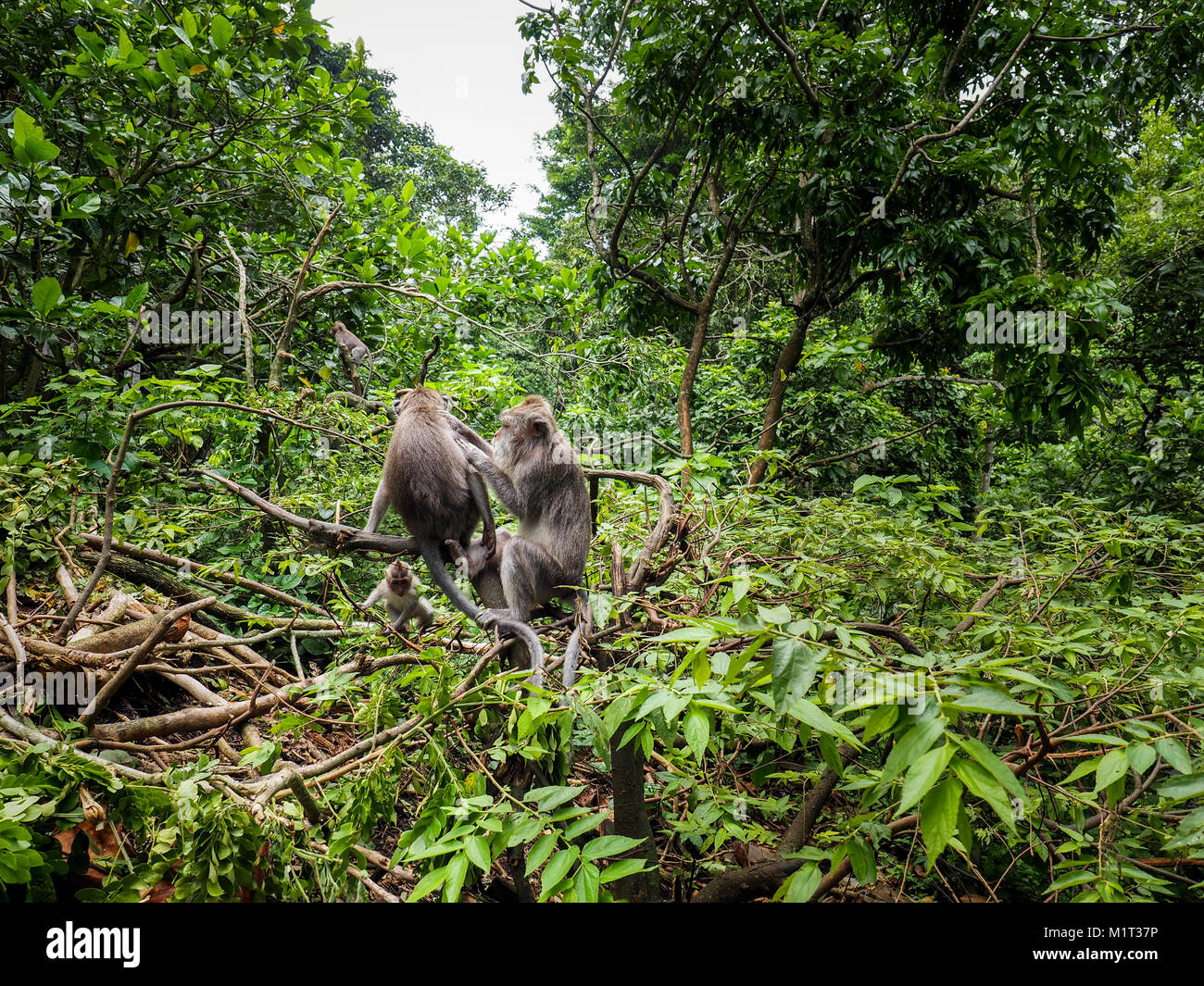 Le crabe-eating macaque (Macaca fascicularis), également connu sous le nom de macaques à longue queue, est un primate cercopithecine originaire d'Asie du Sud-Est. Banque D'Images Le crabe-eating macaque (Macaca fascicularis), également connu sous le nom de macaques à longue queue, est un primate cercopithecine originaire d'Asie du Sud-Est. Banque D'Images