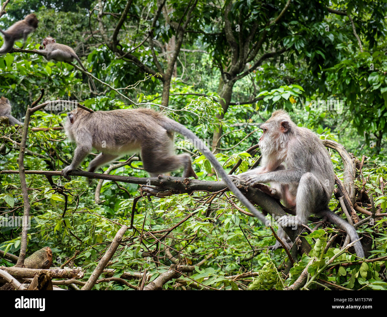 Le crabe-eating macaque (Macaca fascicularis), également connu sous le nom de macaques à longue queue, est un primate cercopithecine originaire d'Asie du Sud-Est. Banque D'Images