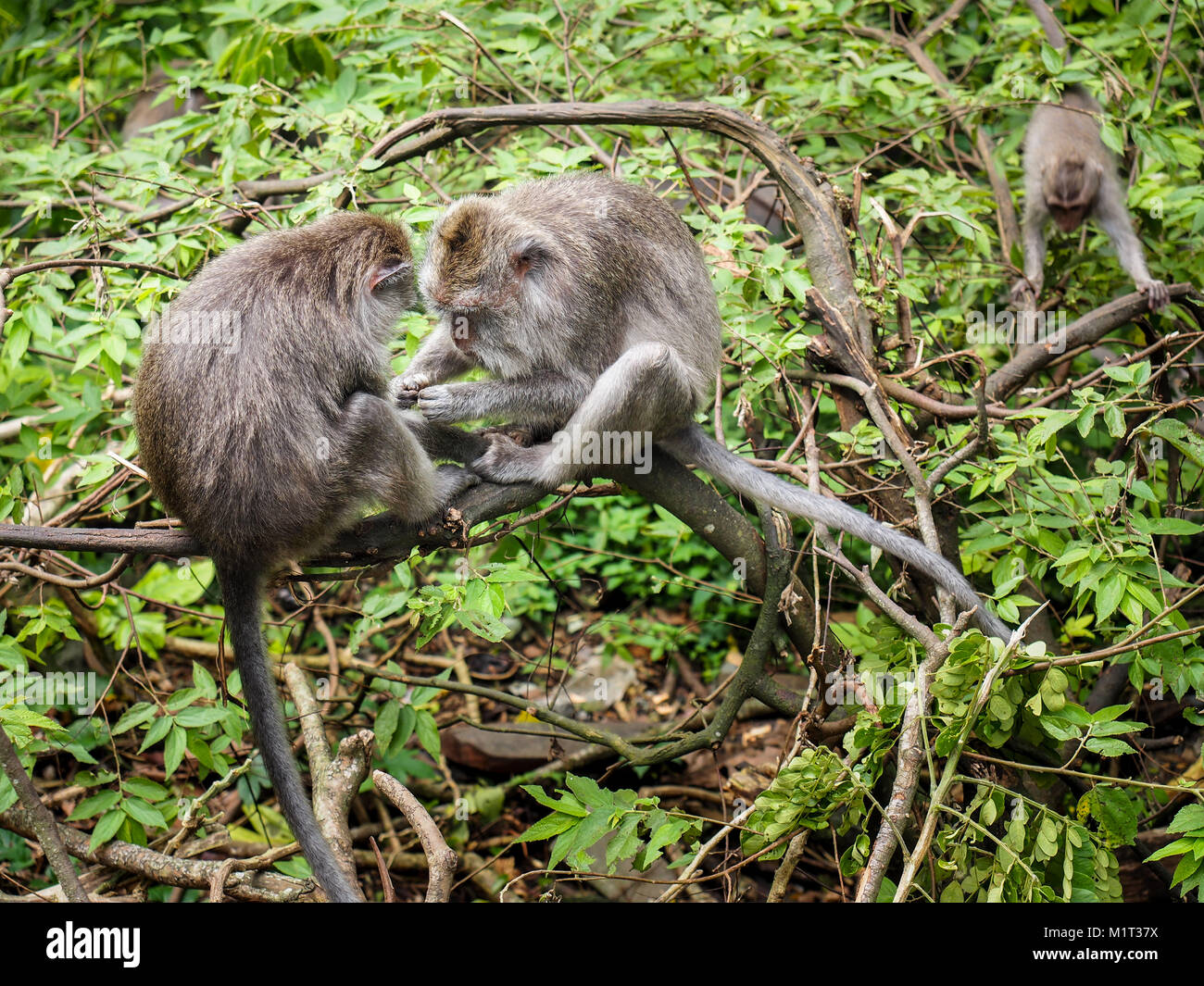 Le crabe-eating macaque (Macaca fascicularis), également connu sous le nom de macaques à longue queue, est un primate cercopithecine originaire d'Asie du Sud-Est. Banque D'Images Le crabe-eating macaque (Macaca fascicularis), également connu sous le nom de macaques à longue queue, est un primate cercopithecine originaire d'Asie du Sud-Est. Banque D'Images
