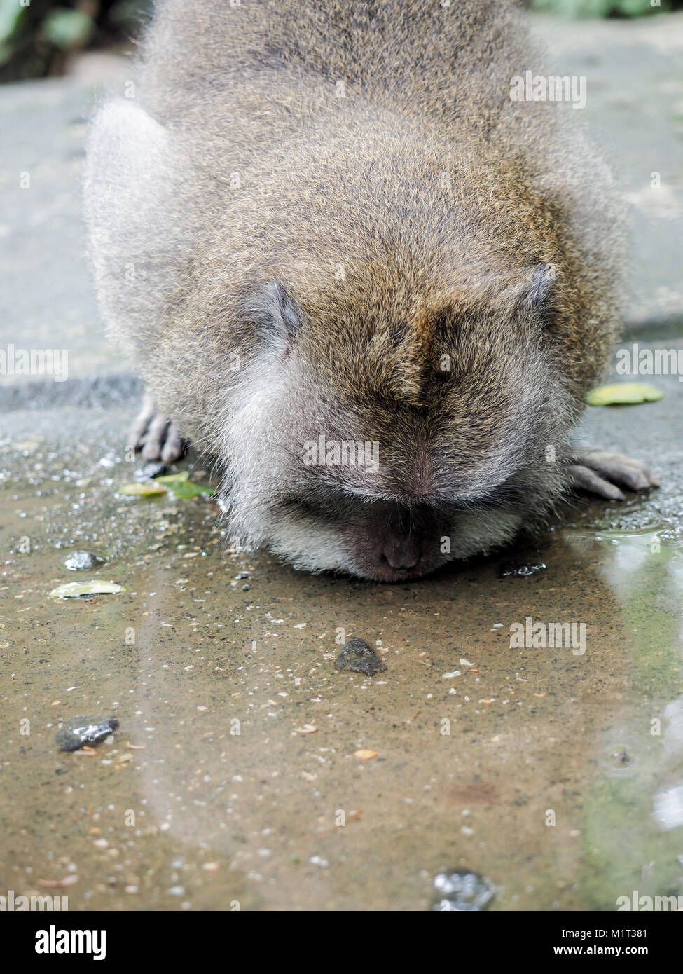 Singe Macaque eau potable dans une flaque Banque D'Images Singe Macaque eau potable dans une flaque Banque D'Images