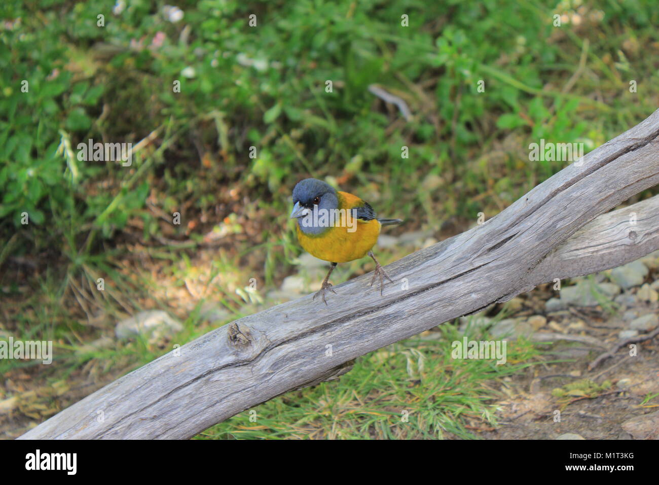 Bel oiseau jaune sur bois de Patagonie Banque D'Images