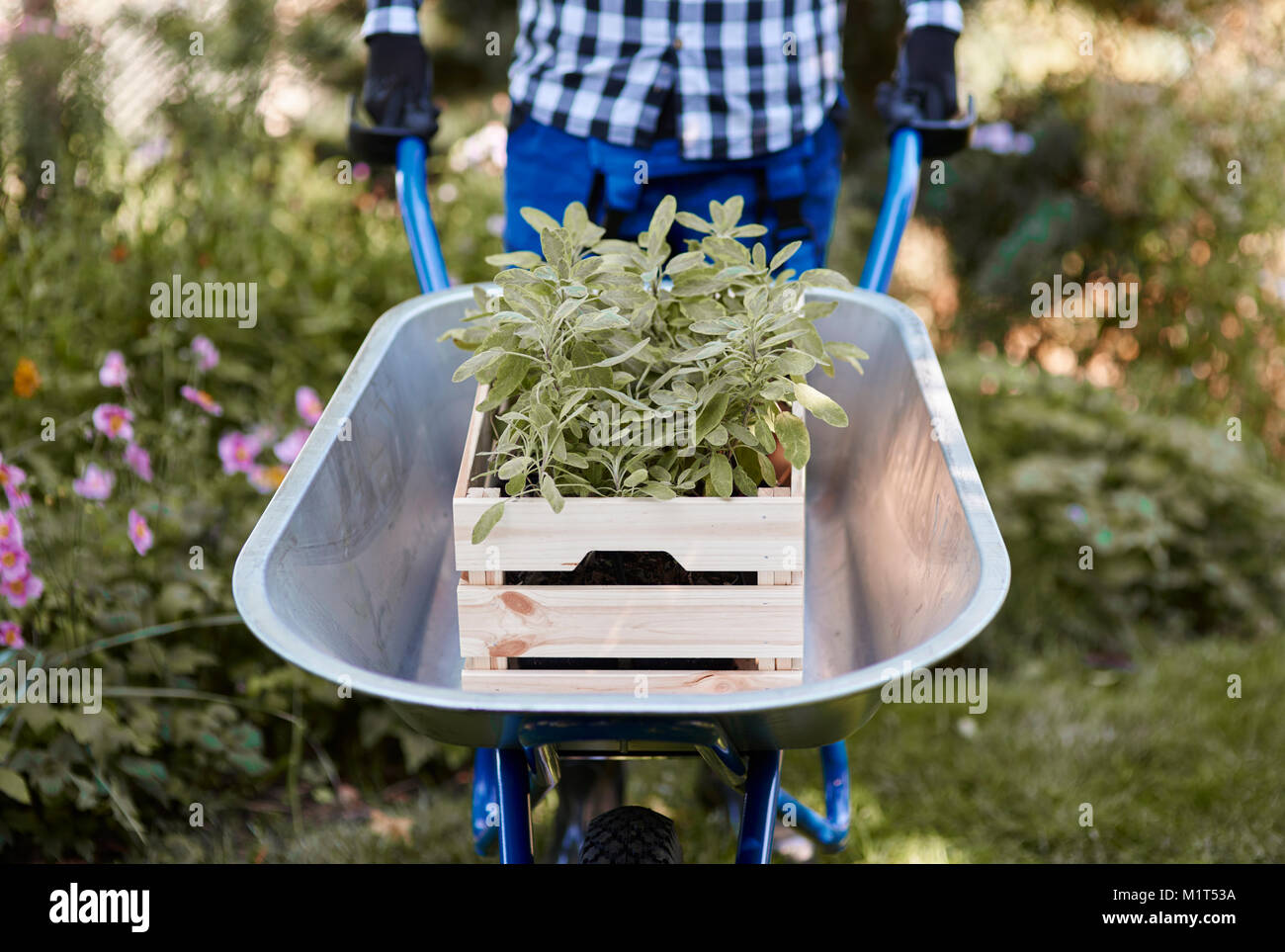 Méconnaissable man pushing wheelbarrow semis avec Banque D'Images