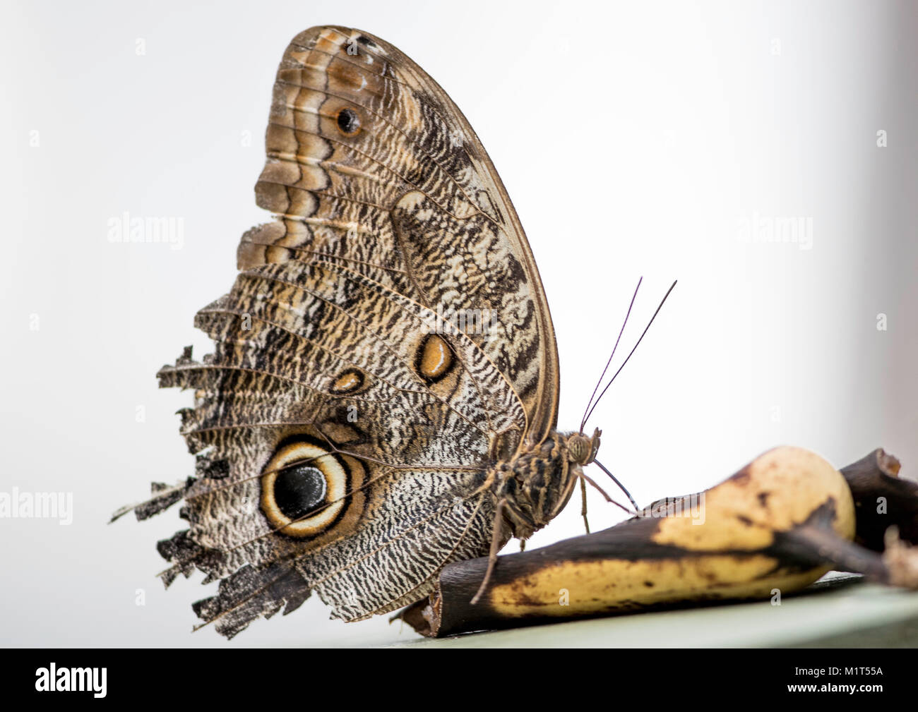 (Caligo eurilochus papillon owl) mange à partir d'une banane. Vu contre un fond uni Banque D'Images