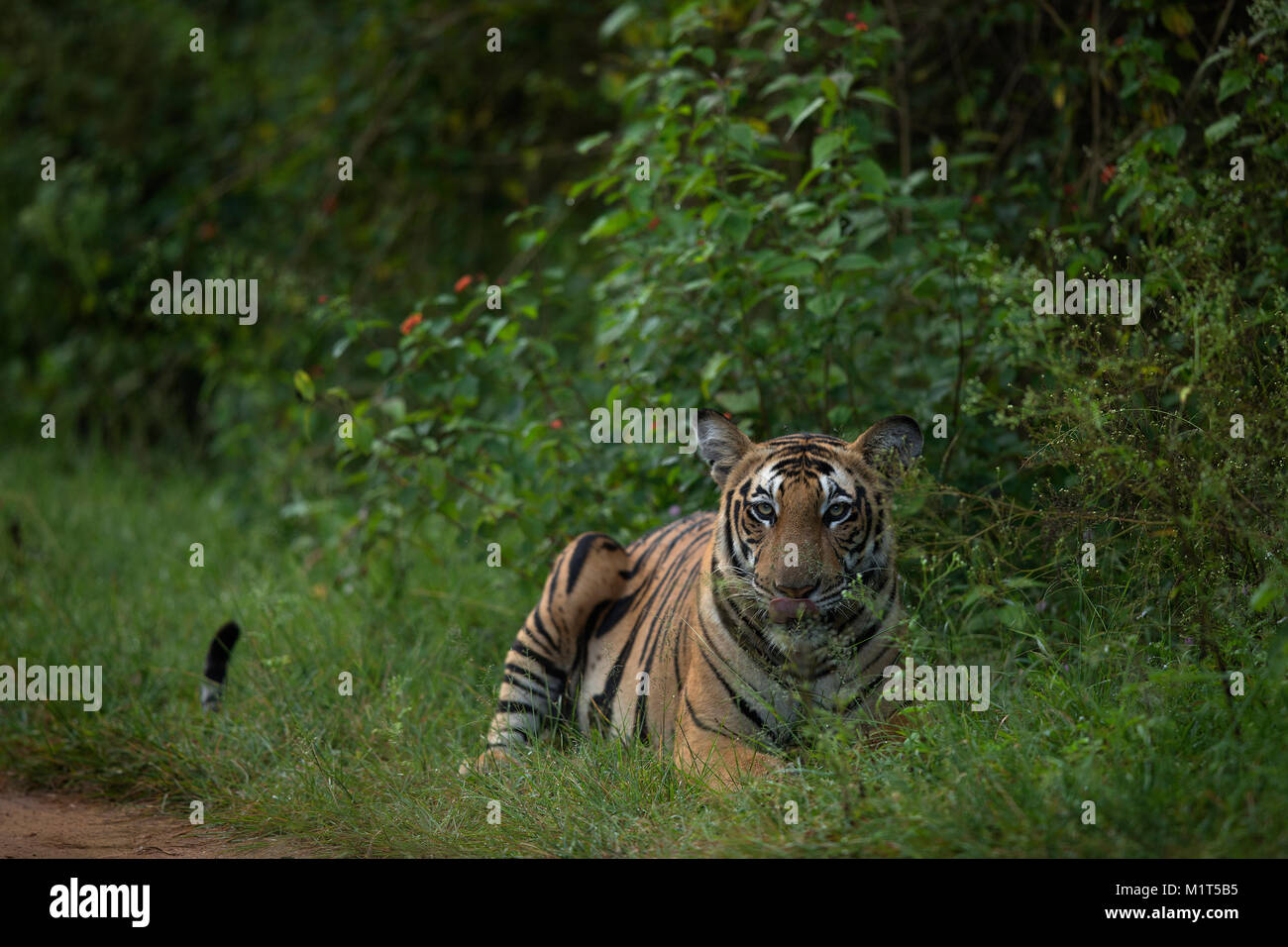 Tigre du Bengale Royal dans le Parc National de Nagarhole Banque D'Images