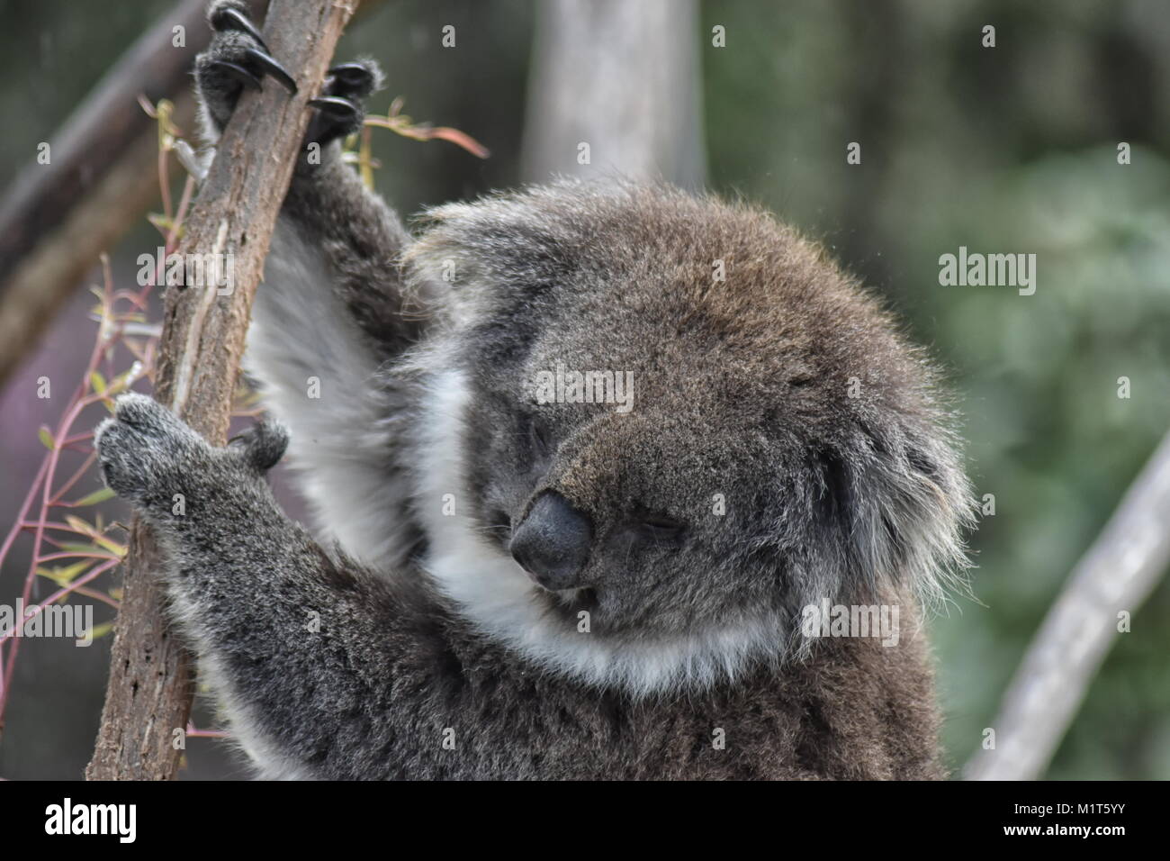 Koala (Phascolarctos cinereus) close up of head Banque D'Images