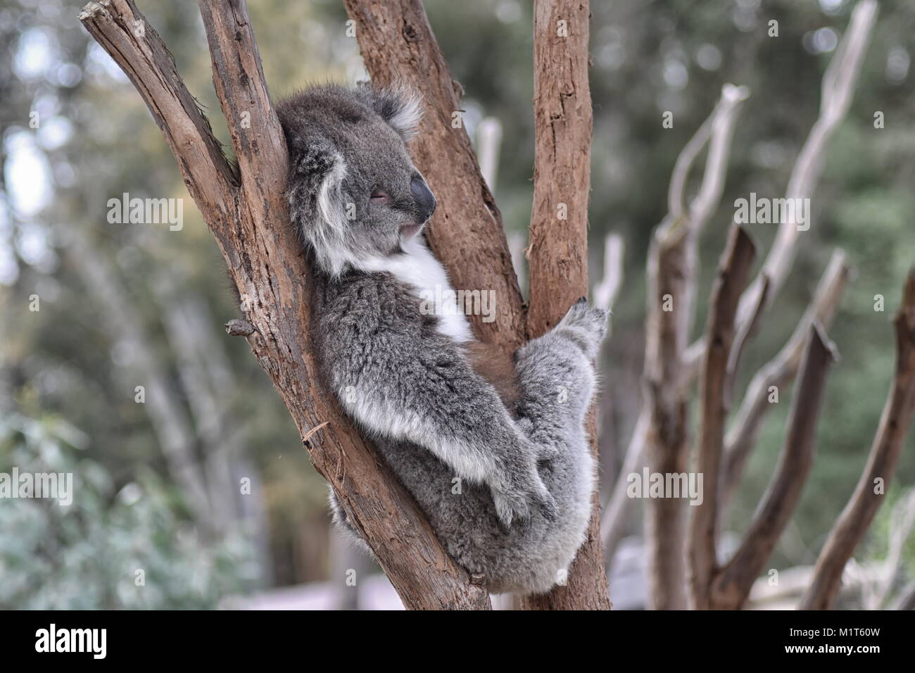 Koala (Phascolarctos cinereus) snozzing dans un arbre Banque D'Images