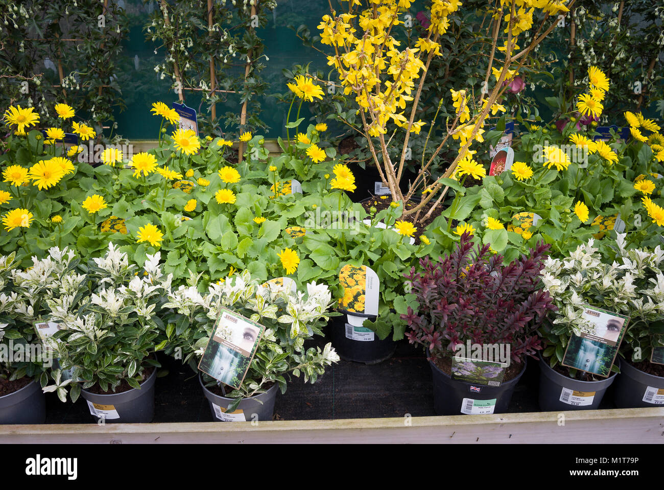 Et d'autres plantes jaune Maranta vivaces à vendre dans un jardin anglais centre en Mars Banque D'Images