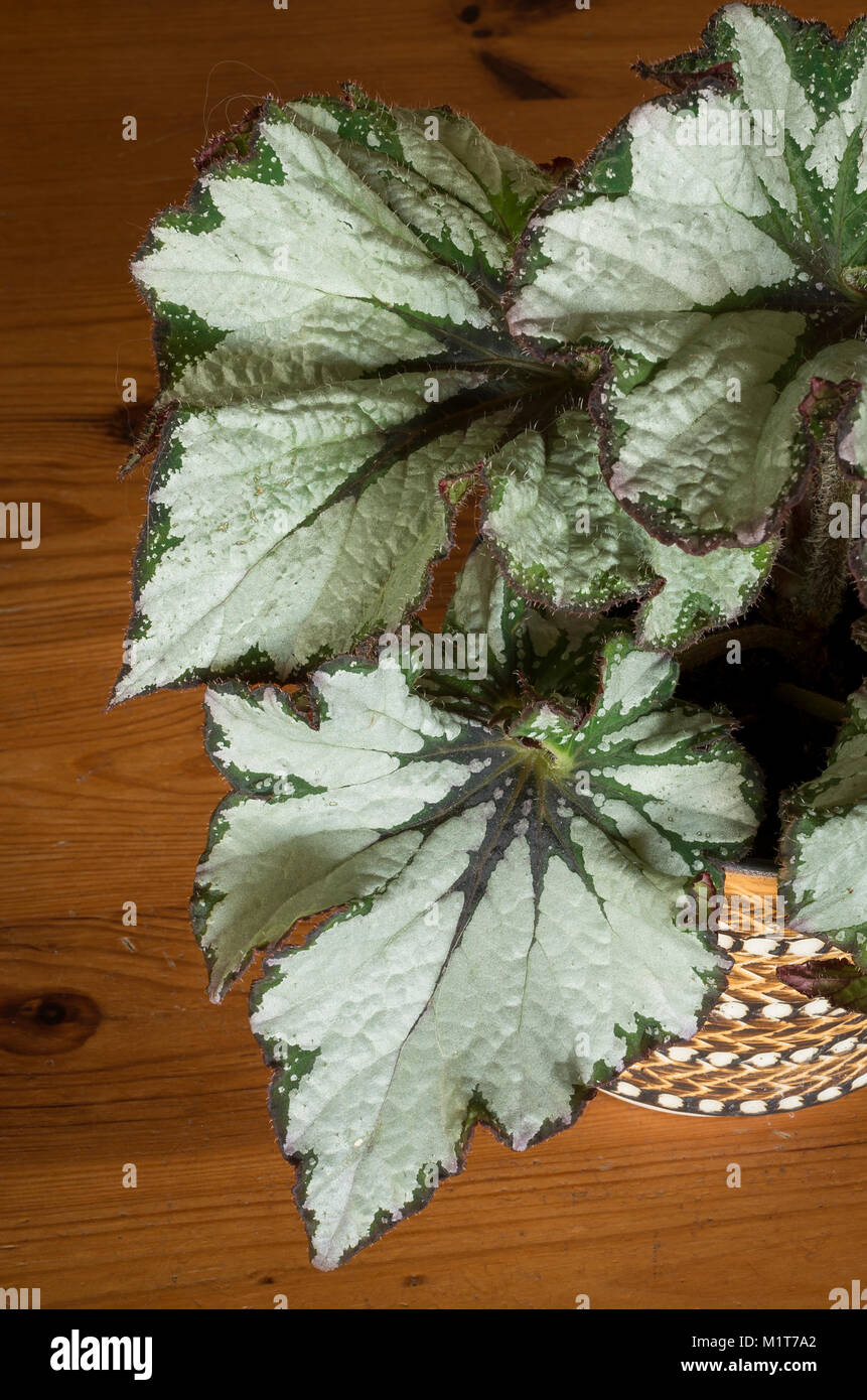 Feuillage remarquable sur les habitudes de l'or vert Begonia Rex houseplant en UK Banque D'Images