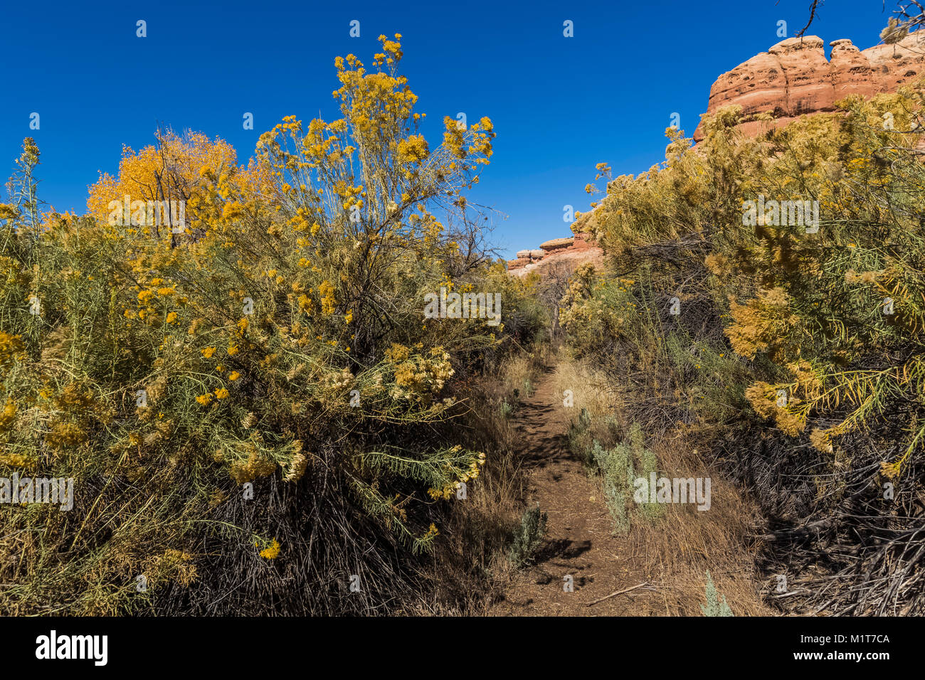 La bigelovie puante Ericameria nauseosa en caoutchouc, de plus en plus de hauteur, le long du sentier à l'intérieur de Salt Creek Canyon dans les aiguilles District de Canyonlands National Park, U Banque D'Images