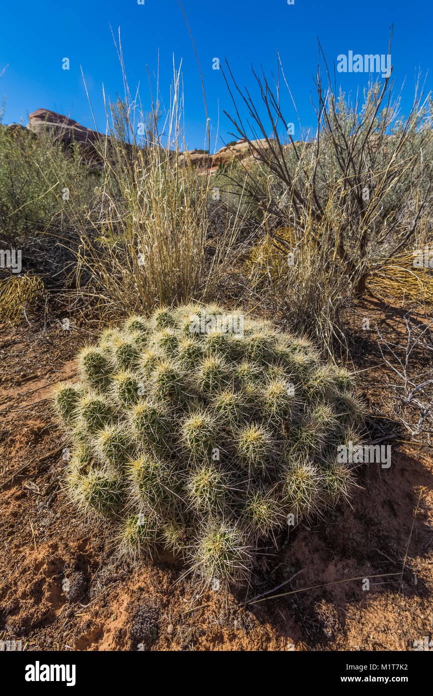 Claretcup, Echinocereus triglochidiatus, formant un grand monticule de cactus épineux tiges dans Canyonlands National Park's Salt Creek Canyon, Utah, USA Banque D'Images