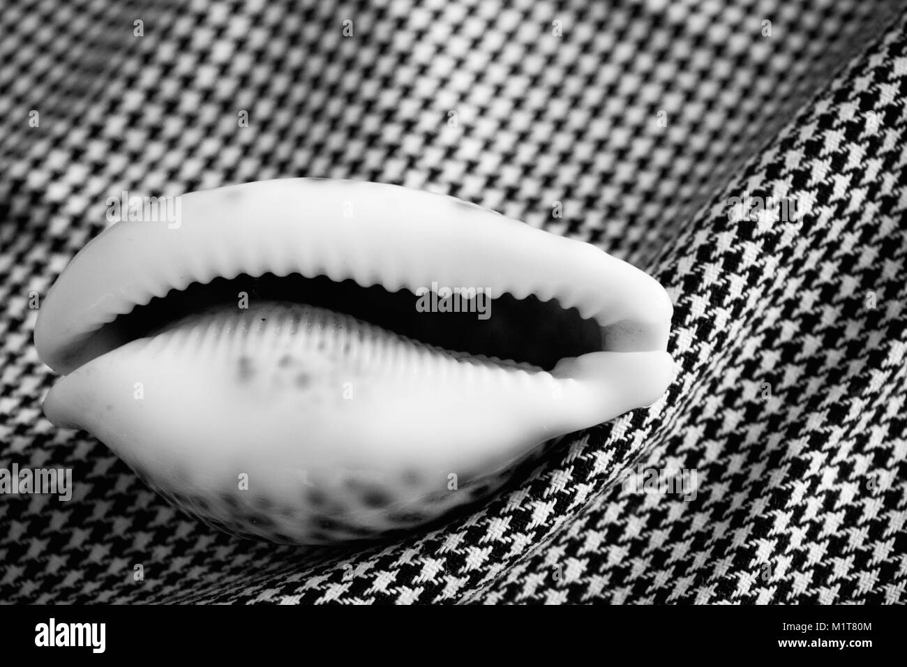 De Shell cowrie tigre (Cypraea tigris) sur l'arrière-plan textile, noir et blanc Banque D'Images