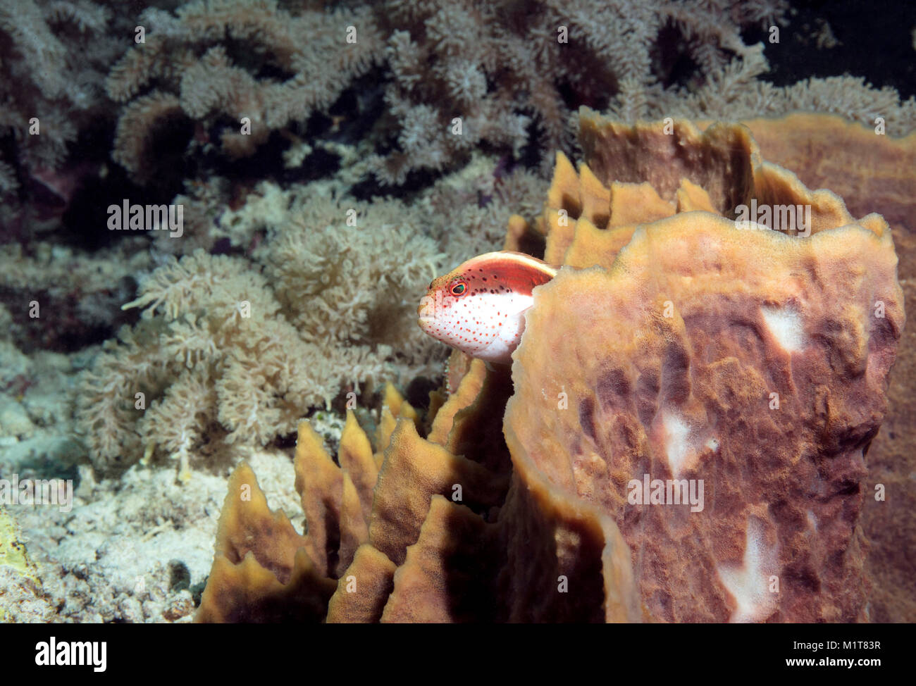 Hawkfish rousseur Paracirrhites forsteri) (dans le corail. La mer de Célèbes, l'île de Sipadan, Malaisie Banque D'Images