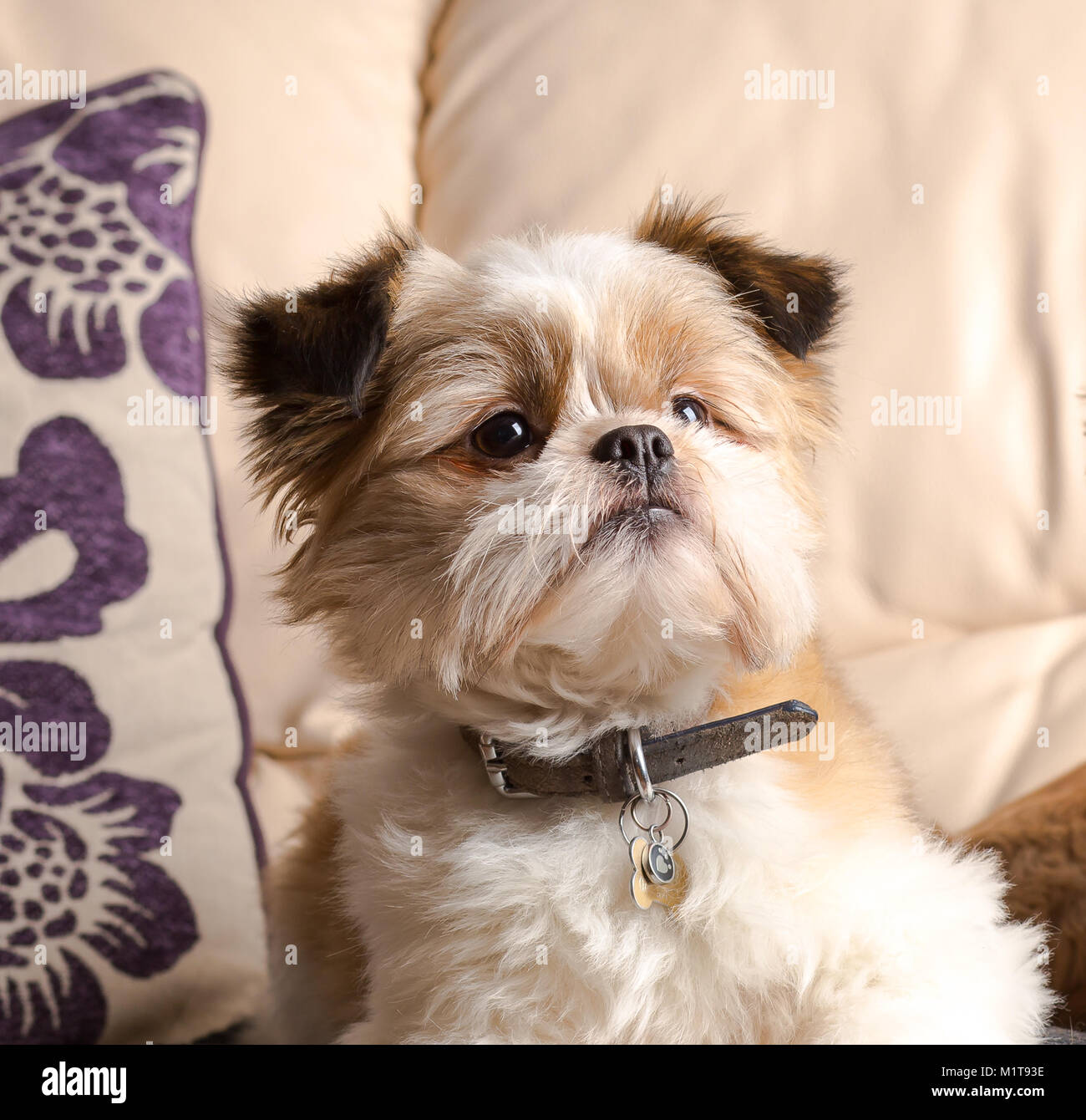 Vue avant détaillées close up of animal chien Pomeranian, Shih Tzu, agréable et confortable sur un canapé en cuir à la maison ! Bien-aimé membre de leur famille à la maison. Banque D'Images Vue avant détaillées close up of animal chien Pomeranian, Shih Tzu, agréable et confortable sur un canapé en cuir à la maison ! Bien-aimé membre de leur famille à la maison. Banque D'Images