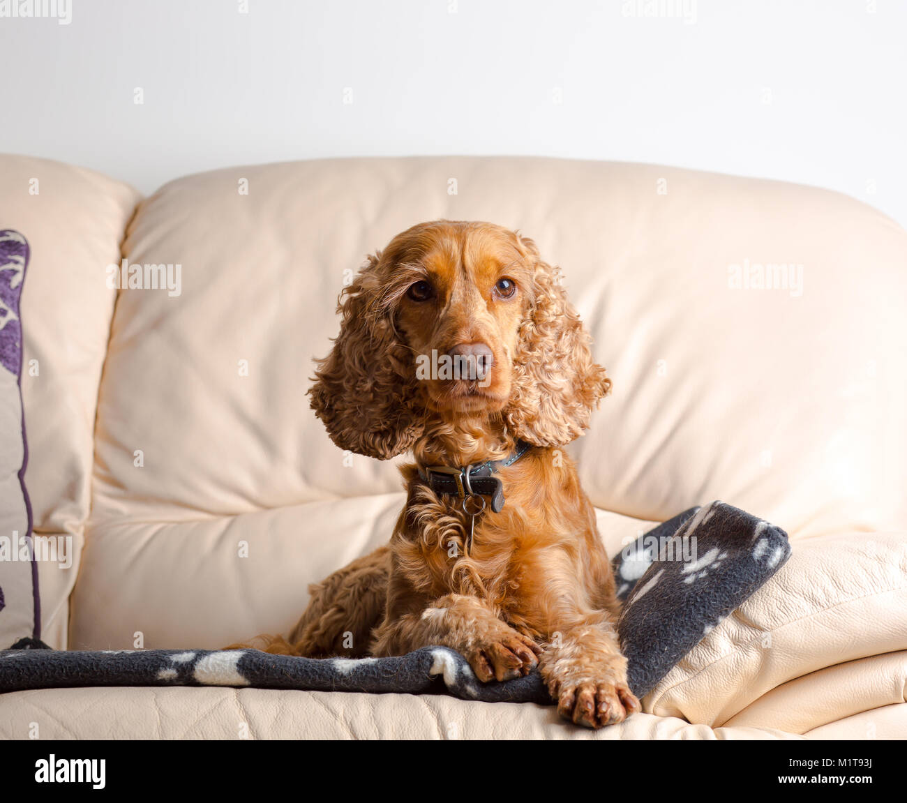 Portrait de l'animal de chien (rouge, cocker travail) bénéficiant du confort assis sur un canapé en cuir. Posant sur la tête, vue de face, le fixant. Banque D'Images
