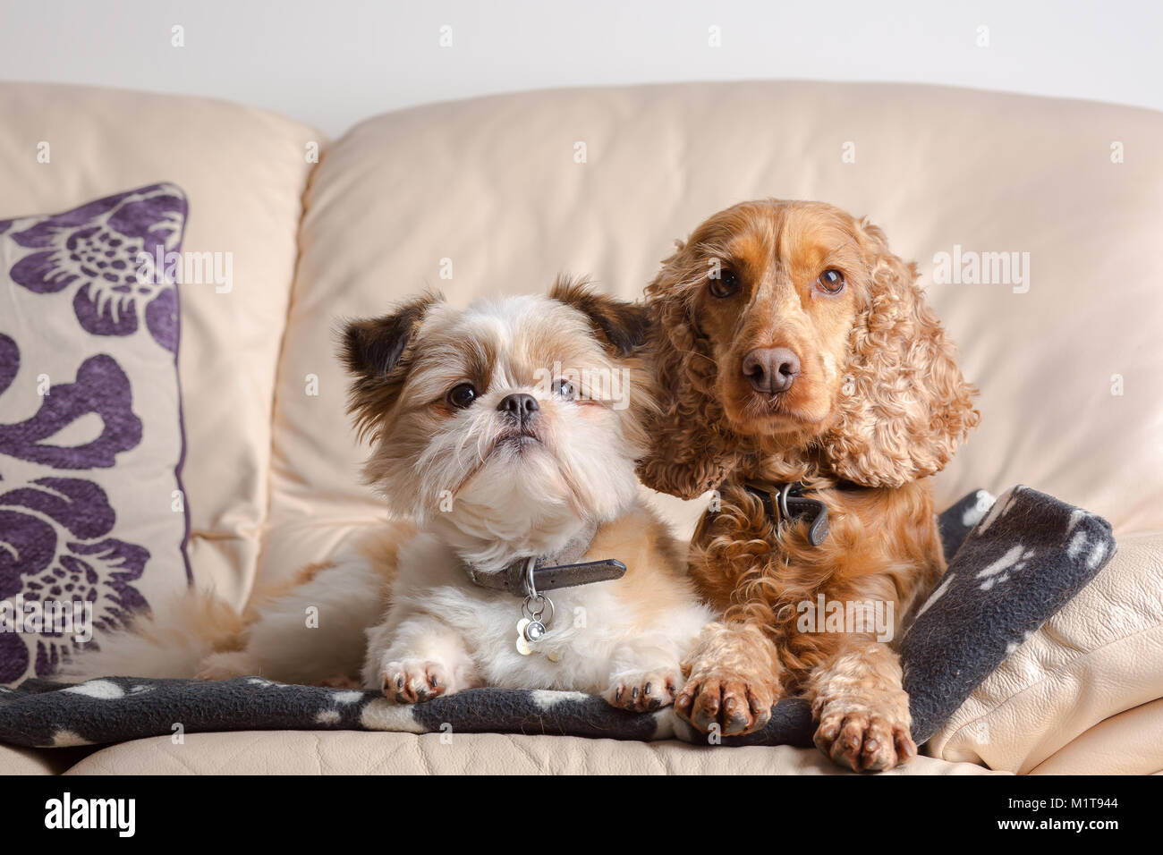 Adorable, confortable animaux portrait de Lubusz Shih Tzu & Cocker rouge, assis ensemble sur un canapé en cuir dans la maison familiale. Meilleurs amis du monde. Amis canins. Banque D'Images Adorable, confortable animaux portrait de Lubusz Shih Tzu & Cocker rouge, assis ensemble sur un canapé en cuir dans la maison familiale. Meilleurs amis du monde. Amis canins. Banque D'Images