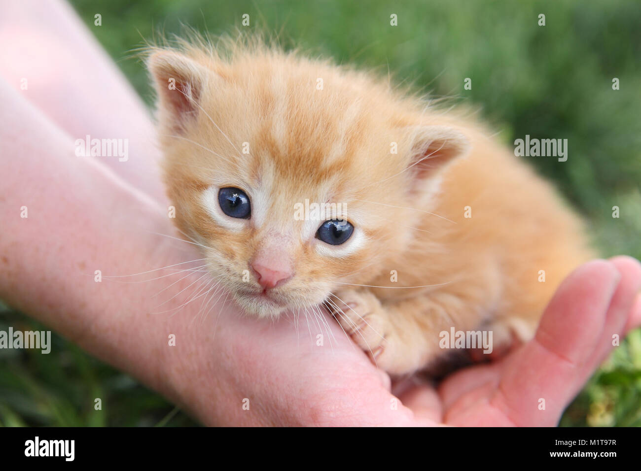 Mains tenant bébé chaton Banque D'Images