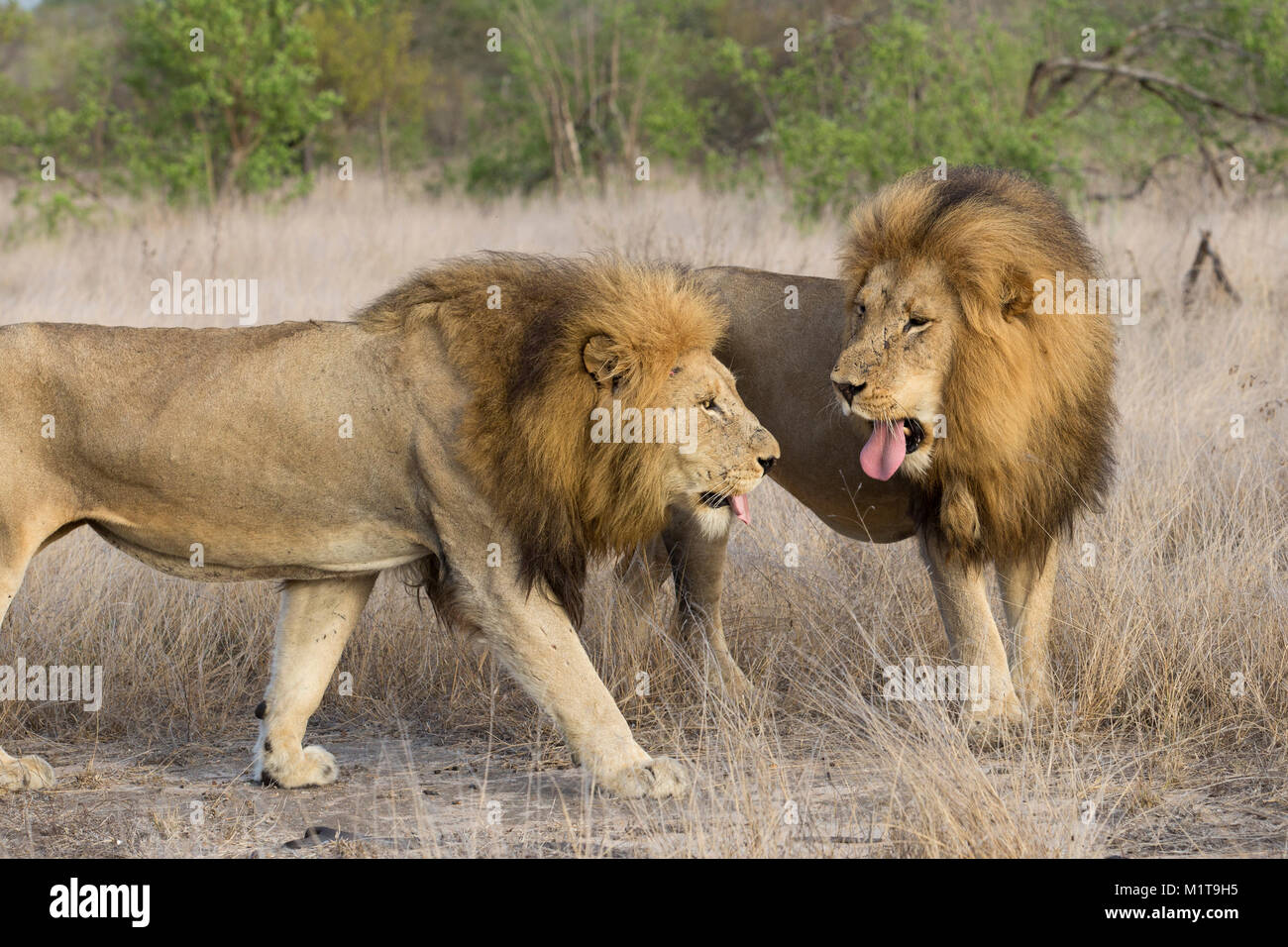 Un mâle lion (Panthera leo) a apparemment coller sa langue à un autre homme lion. Banque D'Images