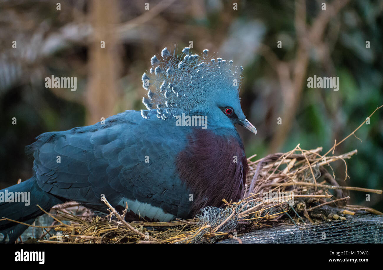 Victoria Crested Pigeon assis sur son nid. Banque D'Images