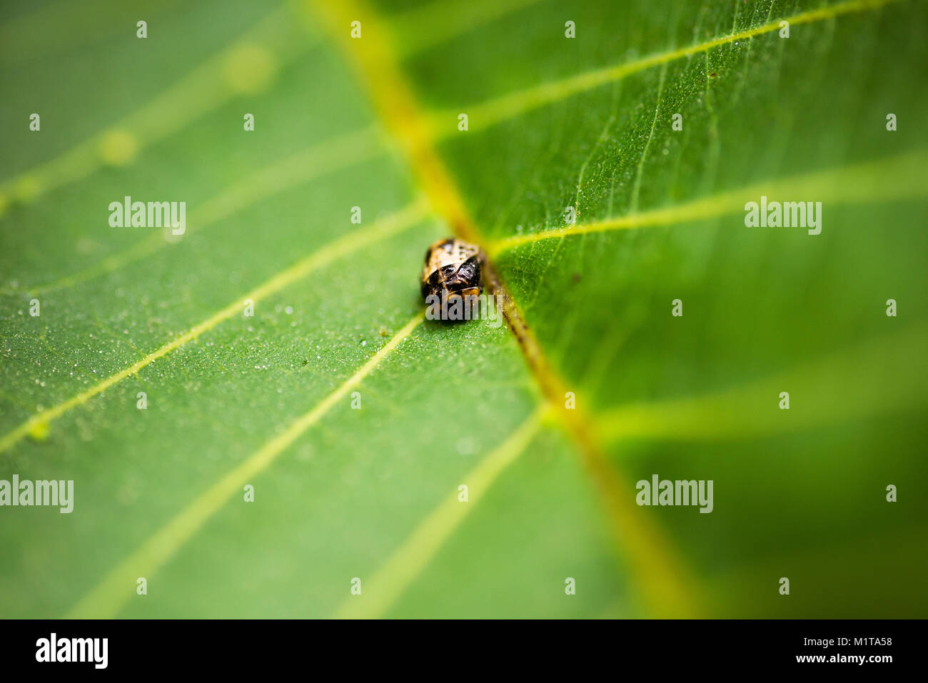 Dead bug sur une feuille verte close up shot. Banque D'Images