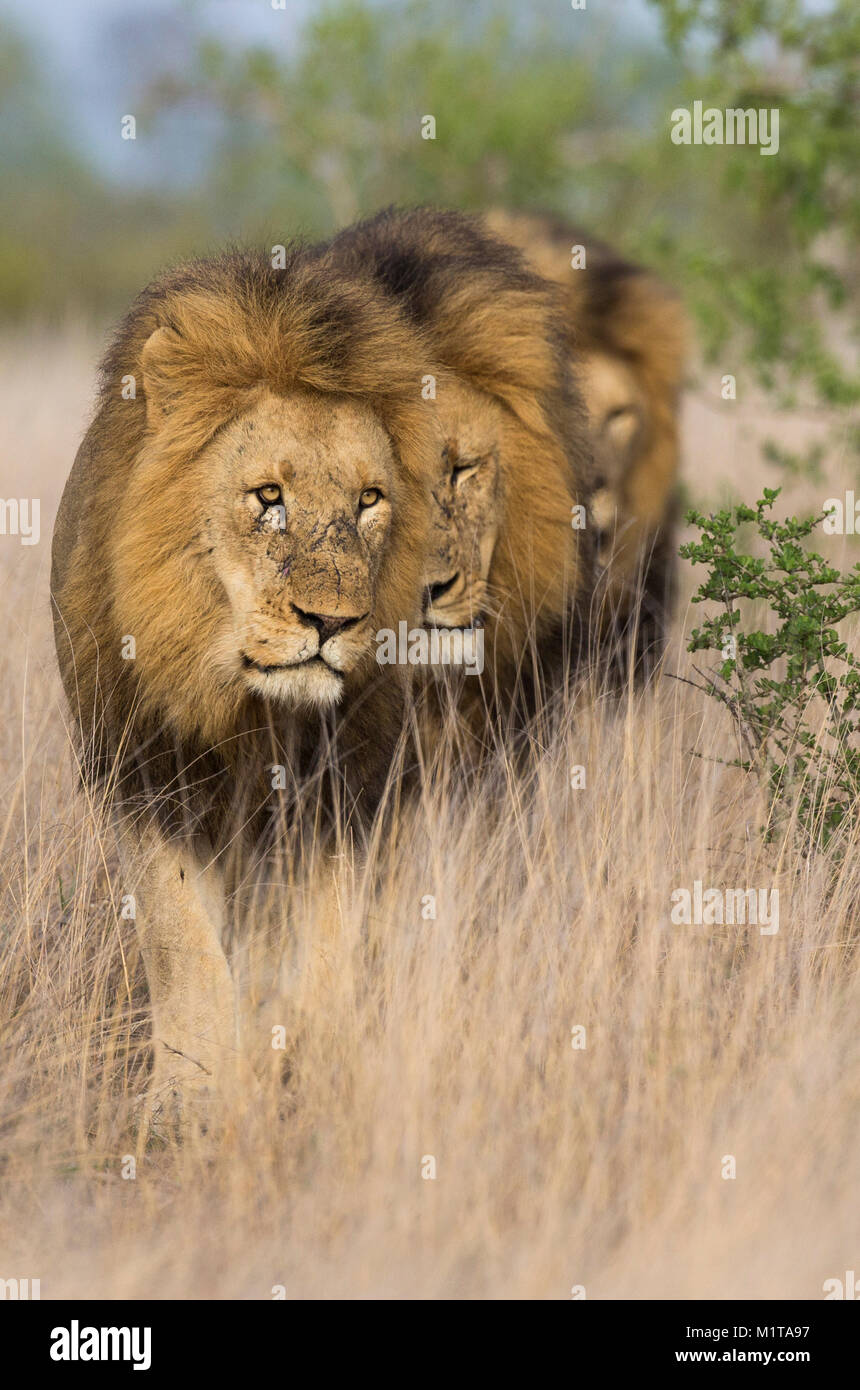 Vue sur la tête de grand mâle lions (Panthera leo) walkingin ouvrir veld Banque D'Images