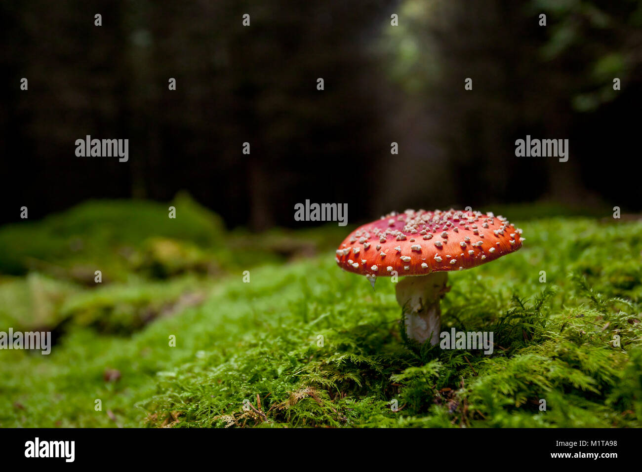 Agaric Fly champignons (Amanita muscaria) croissant dans les bois. Dundrum, Tipperary, Irlande. Banque D'Images