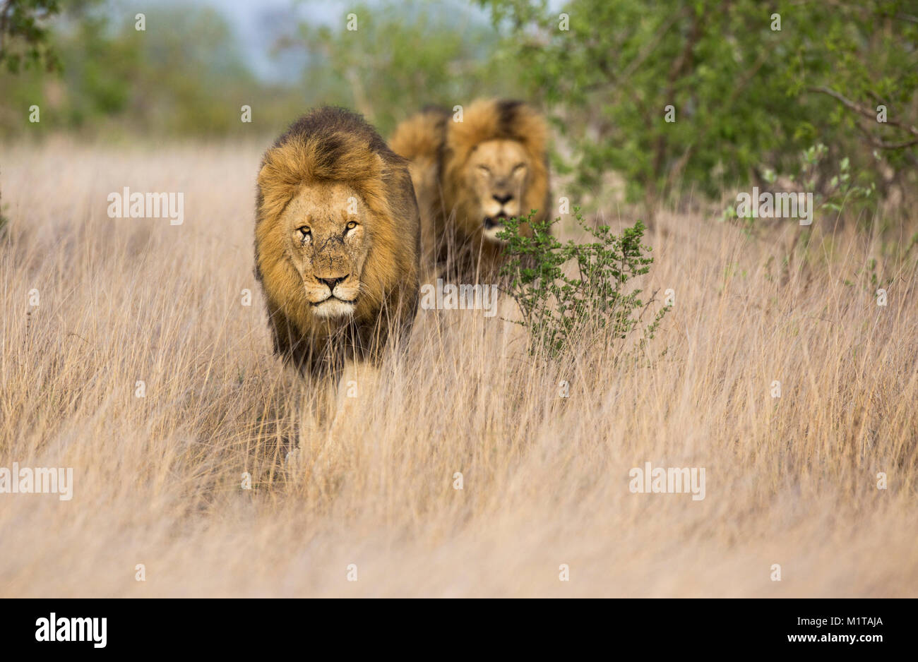 Vue de face des grands lions mâles (Panthera leo) marchant dans le veld ouvert Banque D'Images