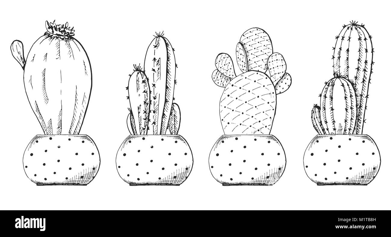 Croquis de plantes succulentes en pot. Vector illustration d'un croquis de style. Illustration de Vecteur