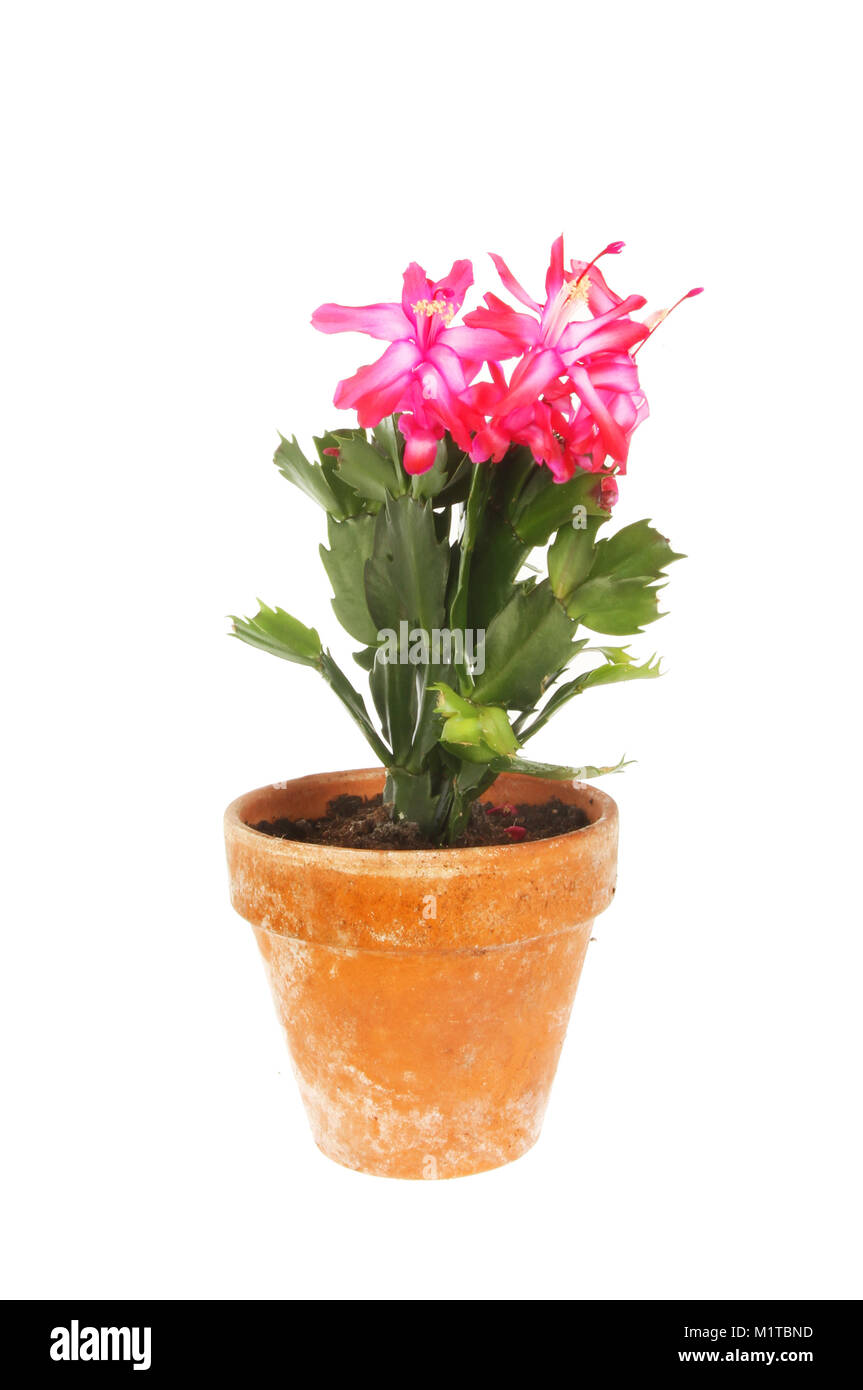 Cactus de Noël fleurs plante dans un pot en terre cuite blanche contre isolés Banque D'Images