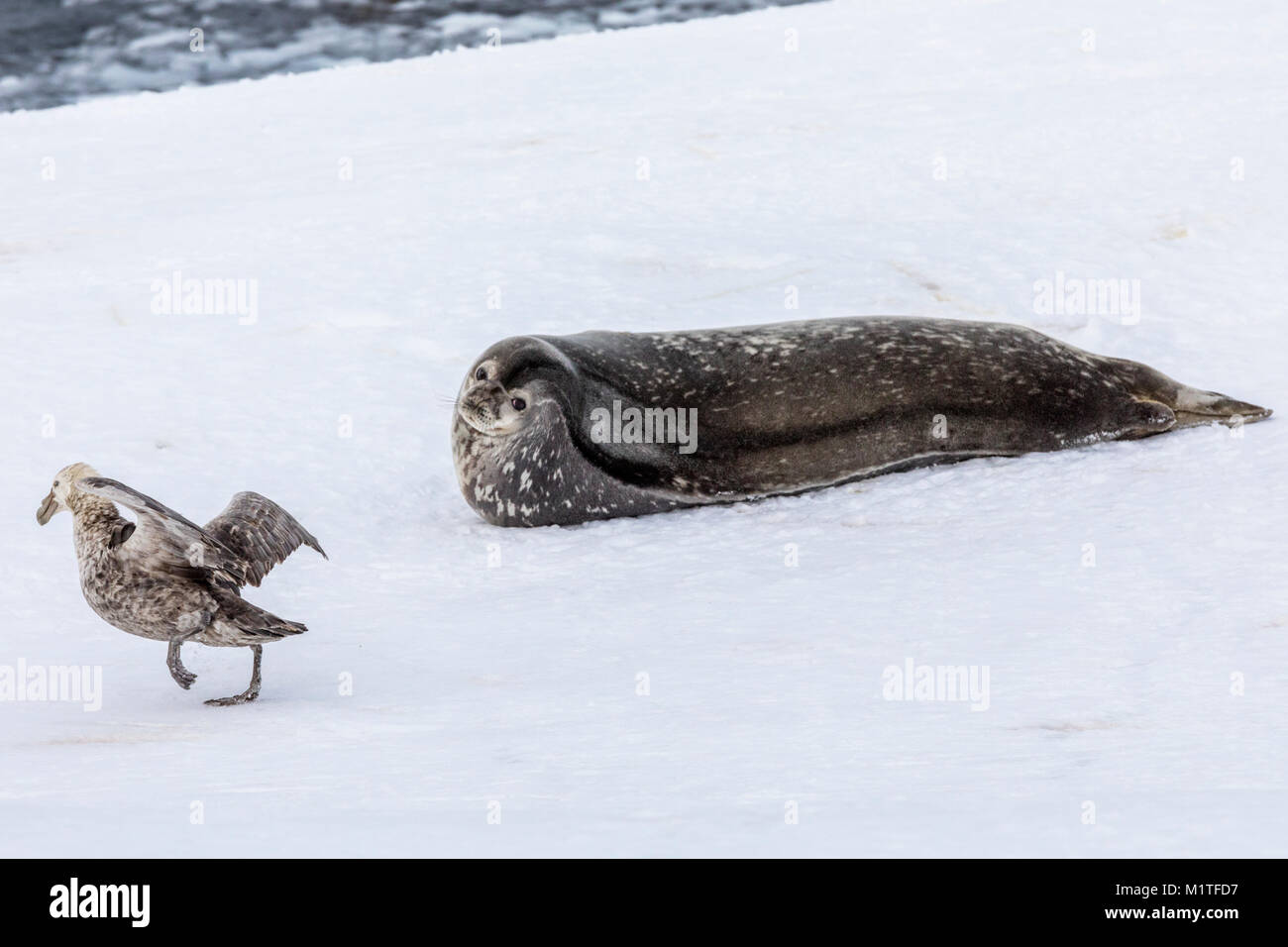 Phoque de Weddell, Leptonychotes weddellii ; Phocidae ; & les Pétrels géants ; Half Moon Island ; l'Antarctique Banque D'Images