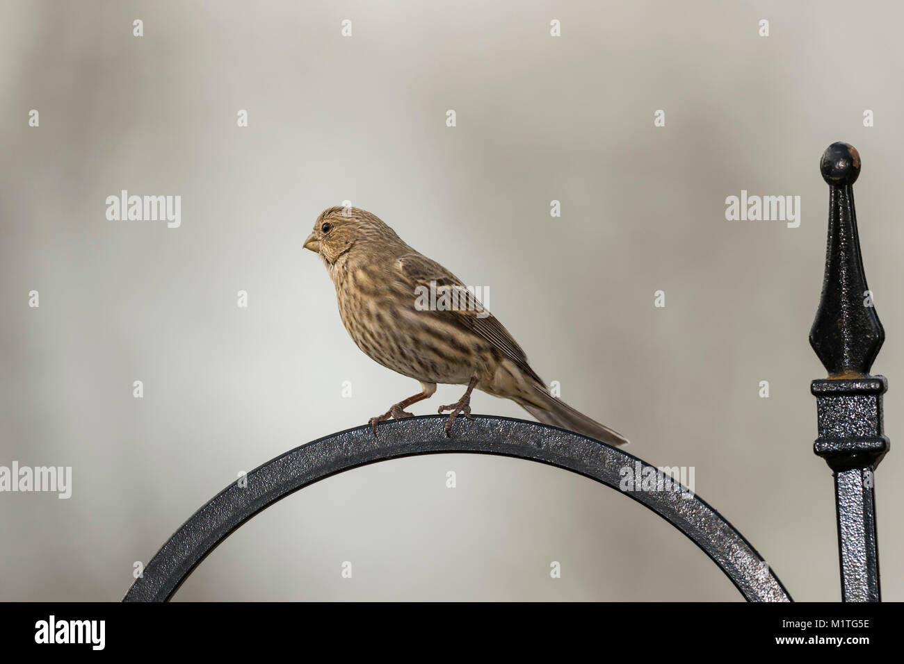 Femme Roselin familier. Banque D'Images