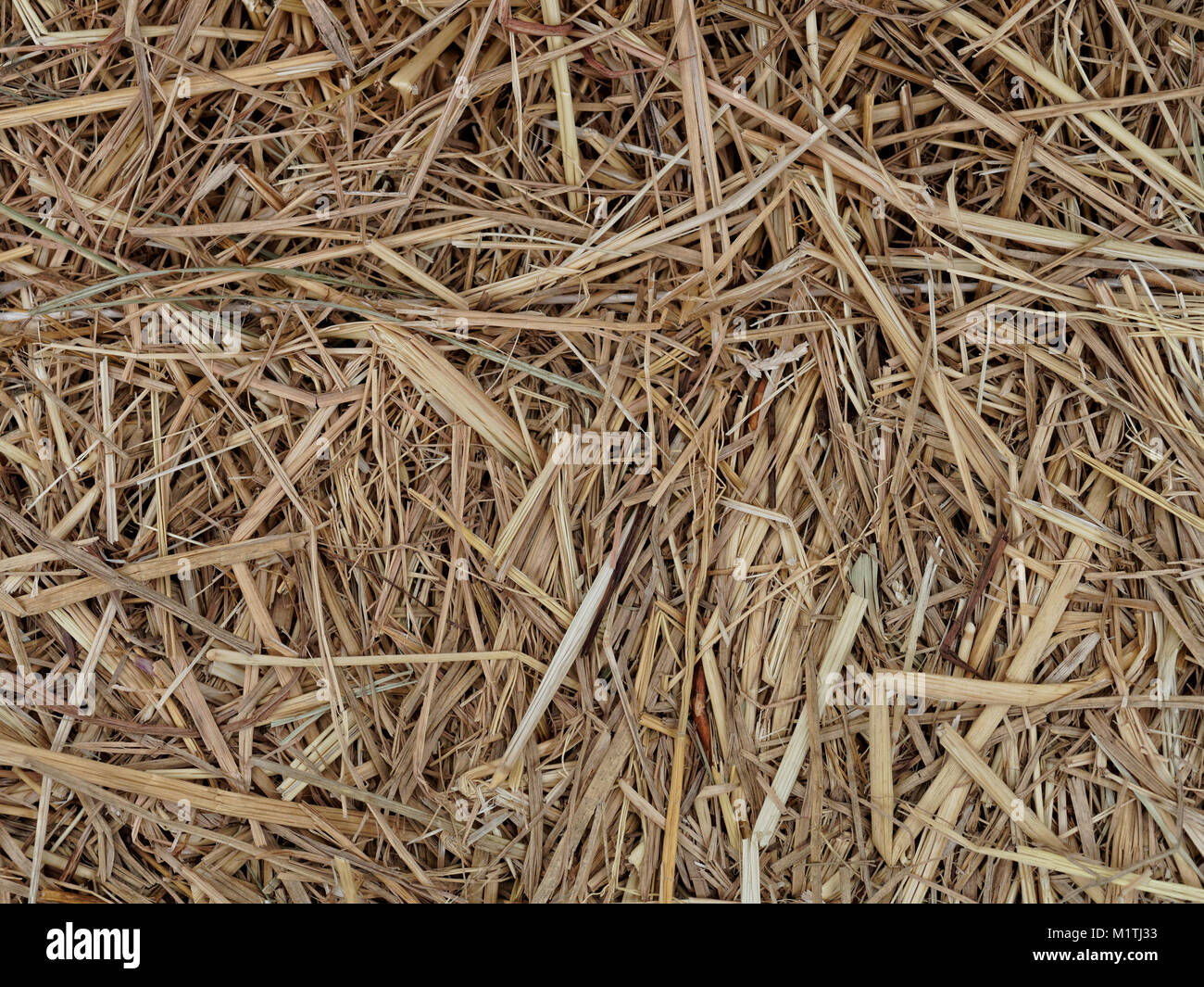 Texture background de foin ou de paille pour l'alimentation des animaux de ferme Banque D'Images