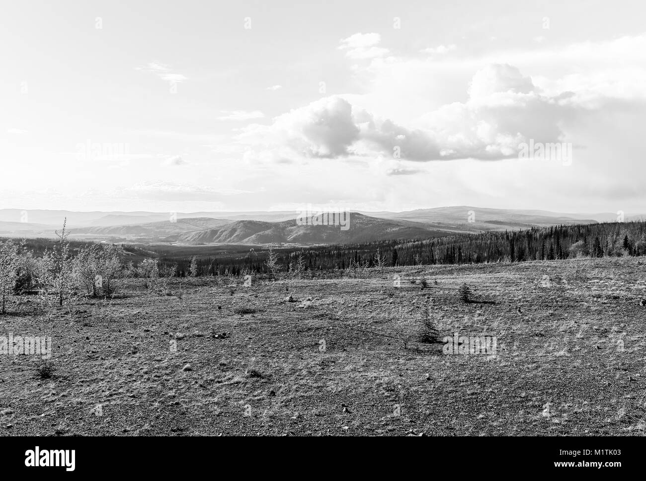 Le désert de l'Alaska entre Fairbanks et Coldfoot en monochrome. Banque D'Images