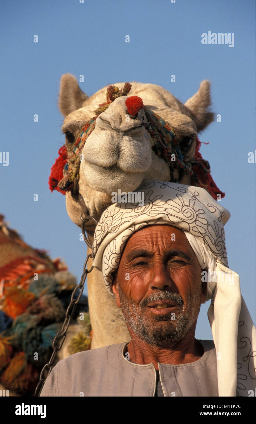 L'Egypte, Le Caire. Gizeh, Giza. Conducteur de chameaux. Banque D'Images