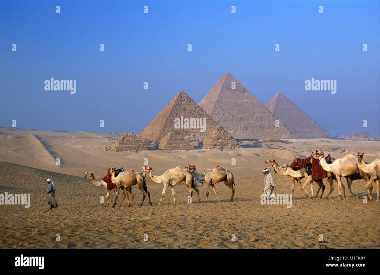 L'Egypte, Le Caire. Pyramides de Gizeh ou Giza. Des hommes, des chameliers menant des chameaux dans le désert près de pyramides. L'Unesco, site du patrimoine mondial. Banque D'Images