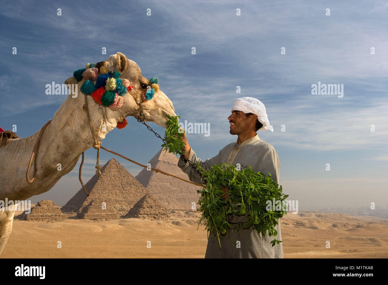 L'Egypte, Le Caire. Pyramides de Gizeh ou Giza. L'homme, l'alimentation du pilote camel camel en désert près de pyramides. L'Unesco, site du patrimoine mondial. Banque D'Images