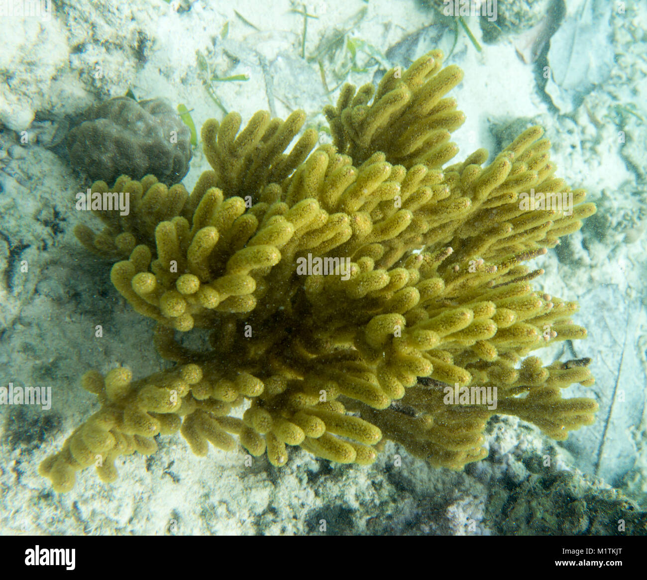 Gorgones jaune Corail en îles Togian, Sulawesi, Indonésie Banque D'Images
