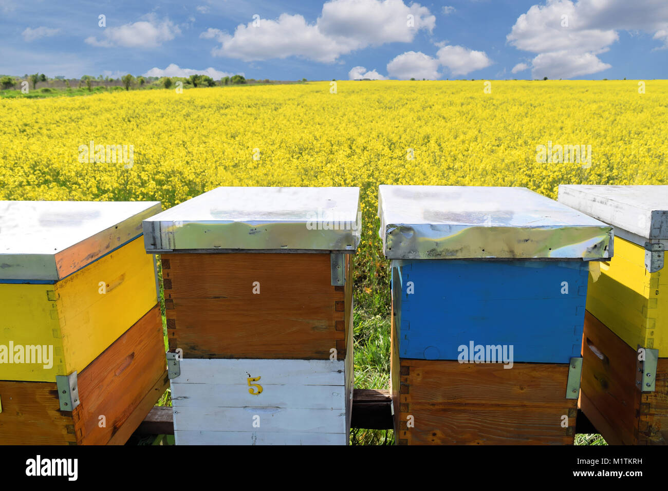 La production de miel en champ de canola en fleurs au printemps Banque D'Images